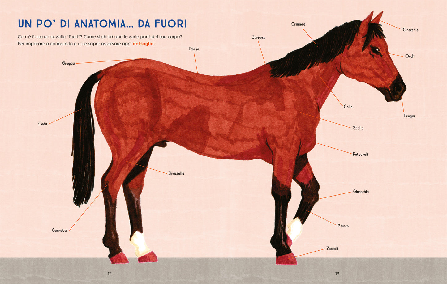 Al galoppo! Il libro illustrato dei cavalli