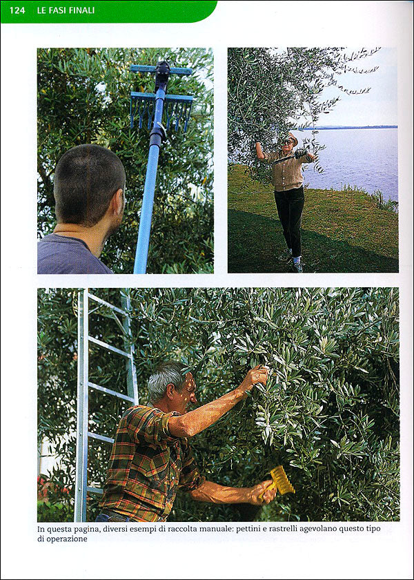 Coltivare l'Olivo::Le varietà, le forme di allevamento, le cure dall'impianto alla produzione dell'olio