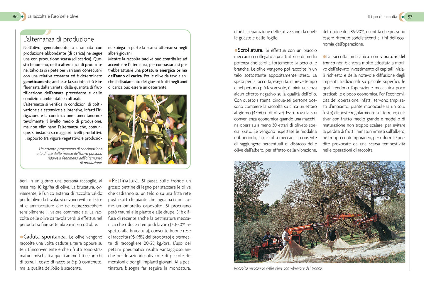 Olivo::Coltivazione, raccolta e utilizzo