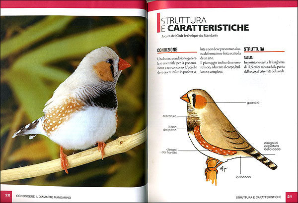 Diamante mandarino::Caratteristiche, comportamento, allevamento, riproduzione, alimentazione, igiene, salute