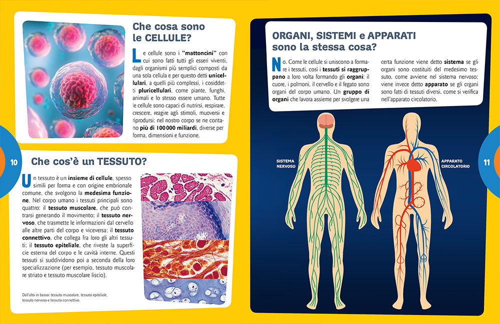 Il corpo umano