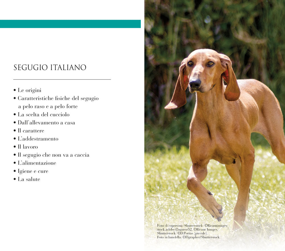 Segugio italiano