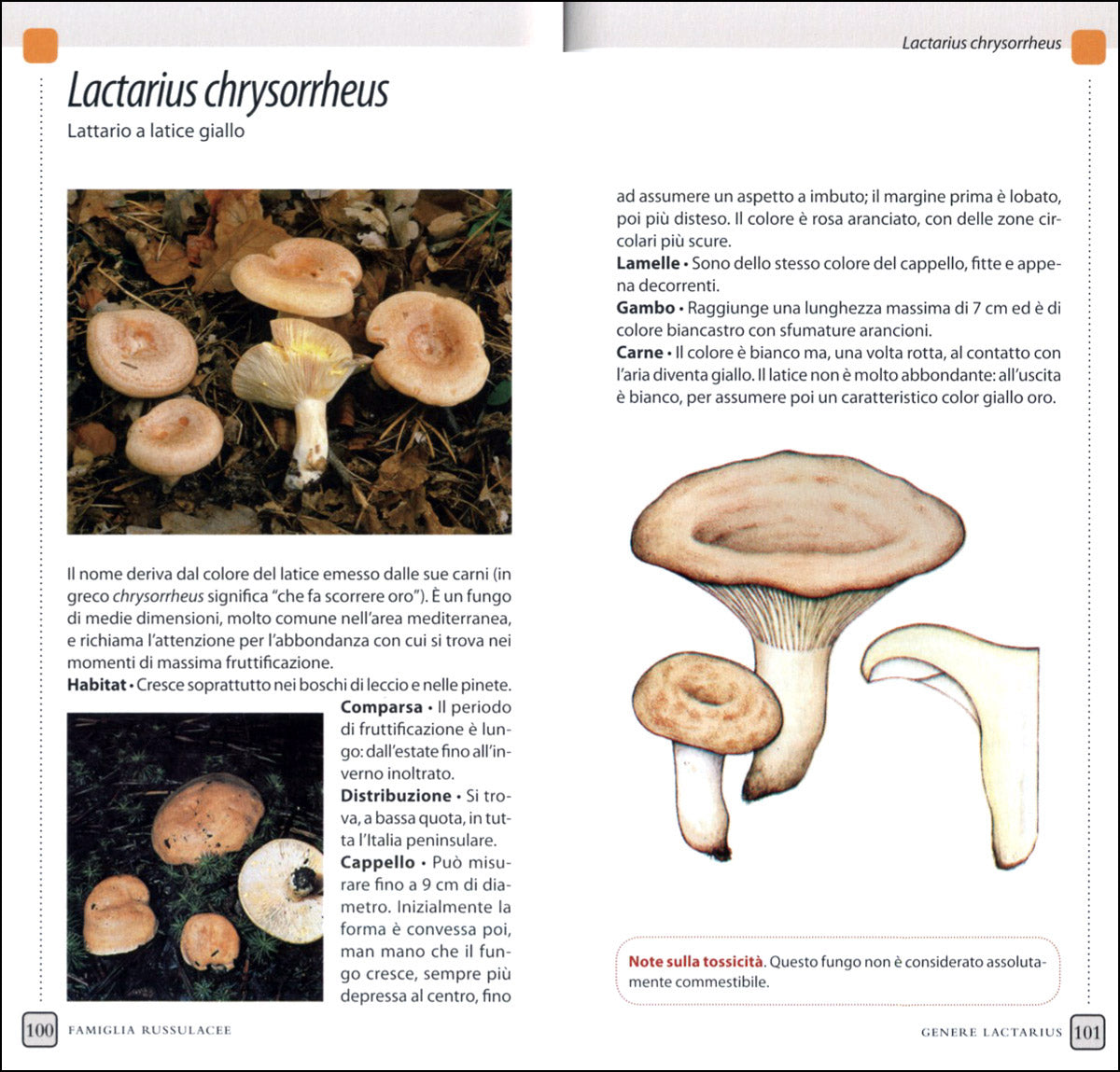 Funghi