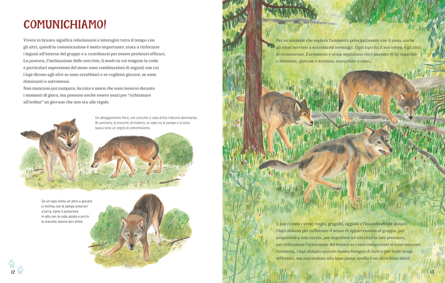 I lupi delle Alpi