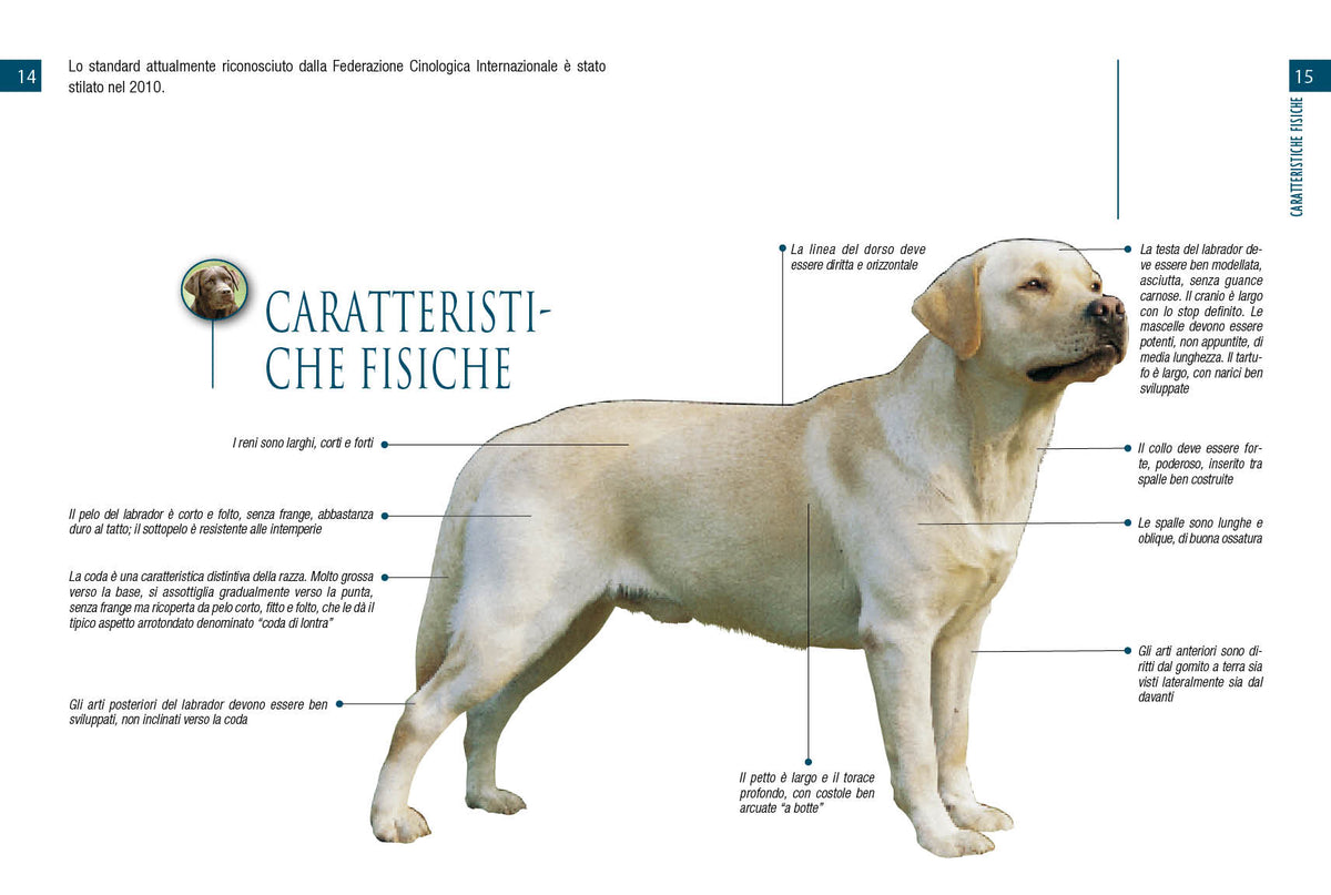 Labrador::vita in casa educazione cure