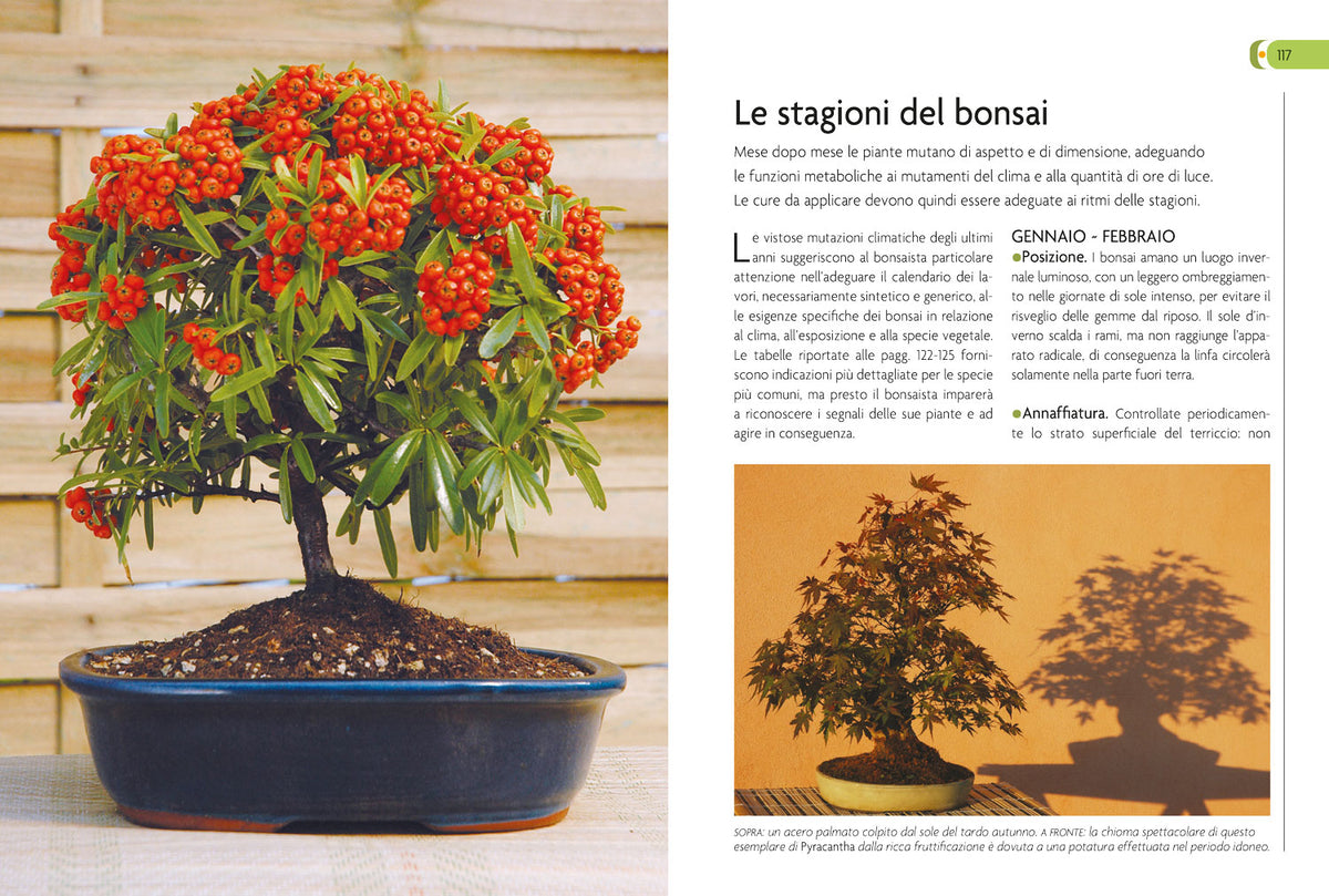 Bonsai