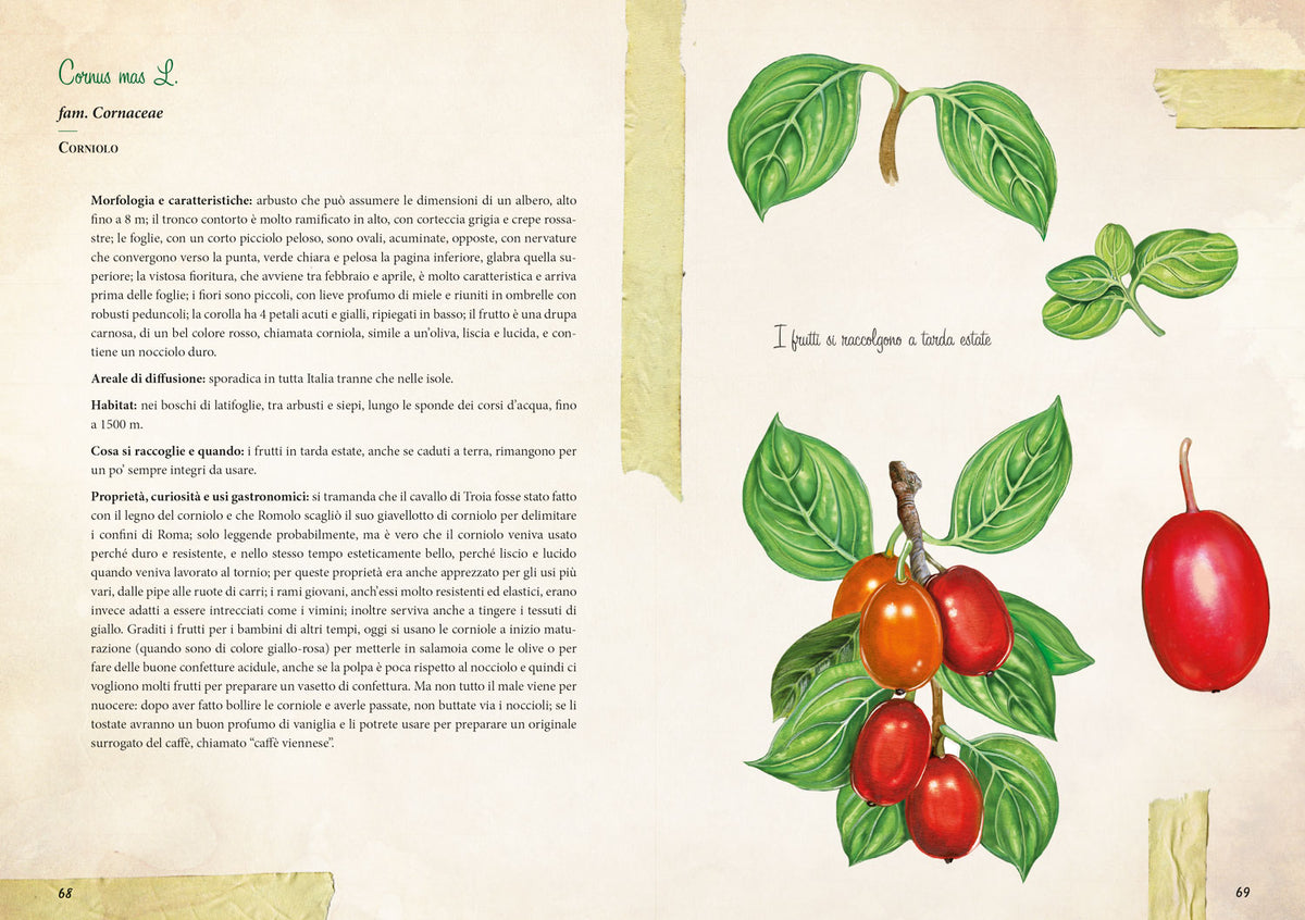 Erbe selvatiche::Riconoscimento - Raccolta - Usi gastronomici