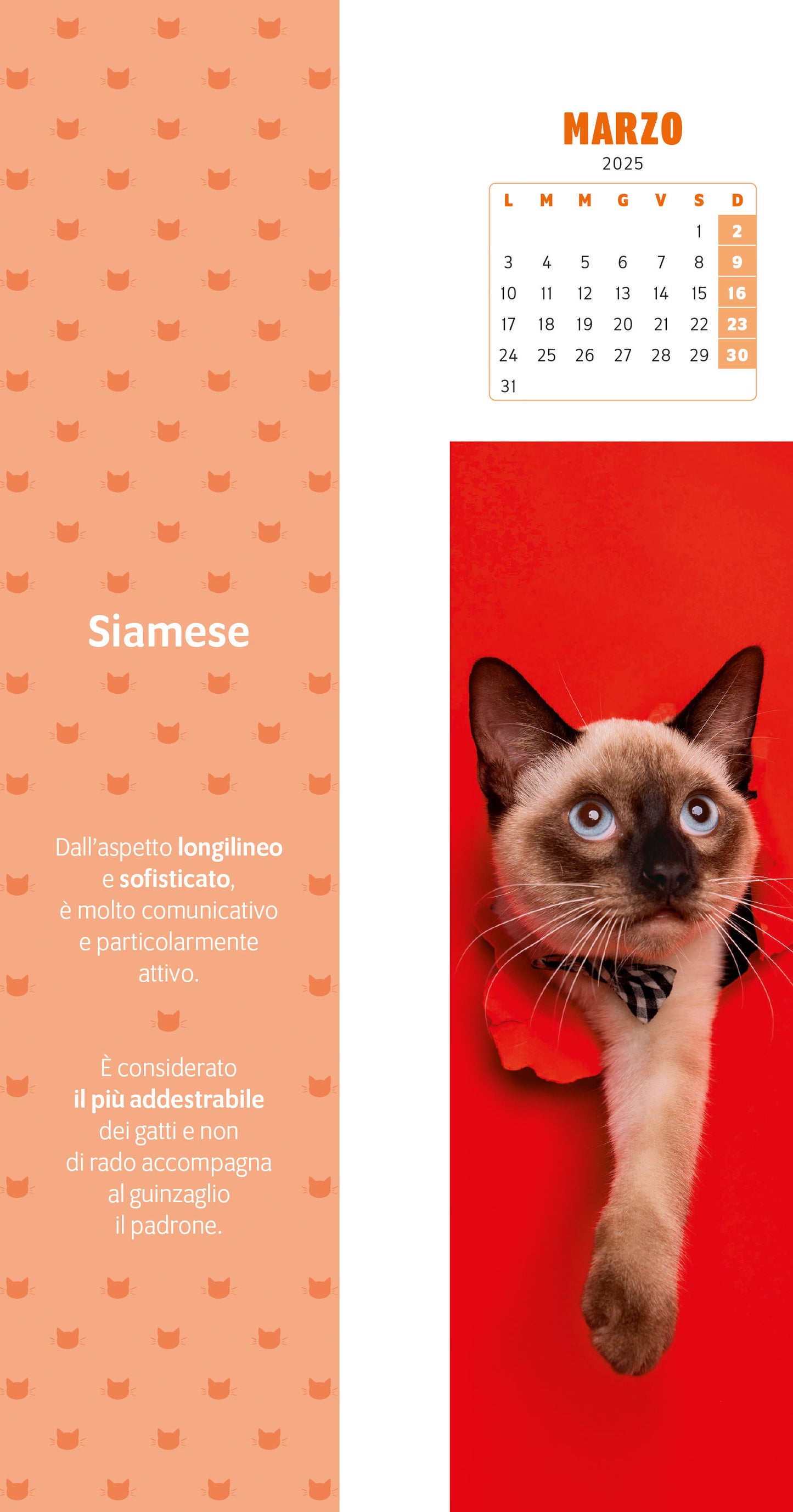 Calendario segnalibro Gatti Curiosi 2025 (5,5 x 24,5 cm)