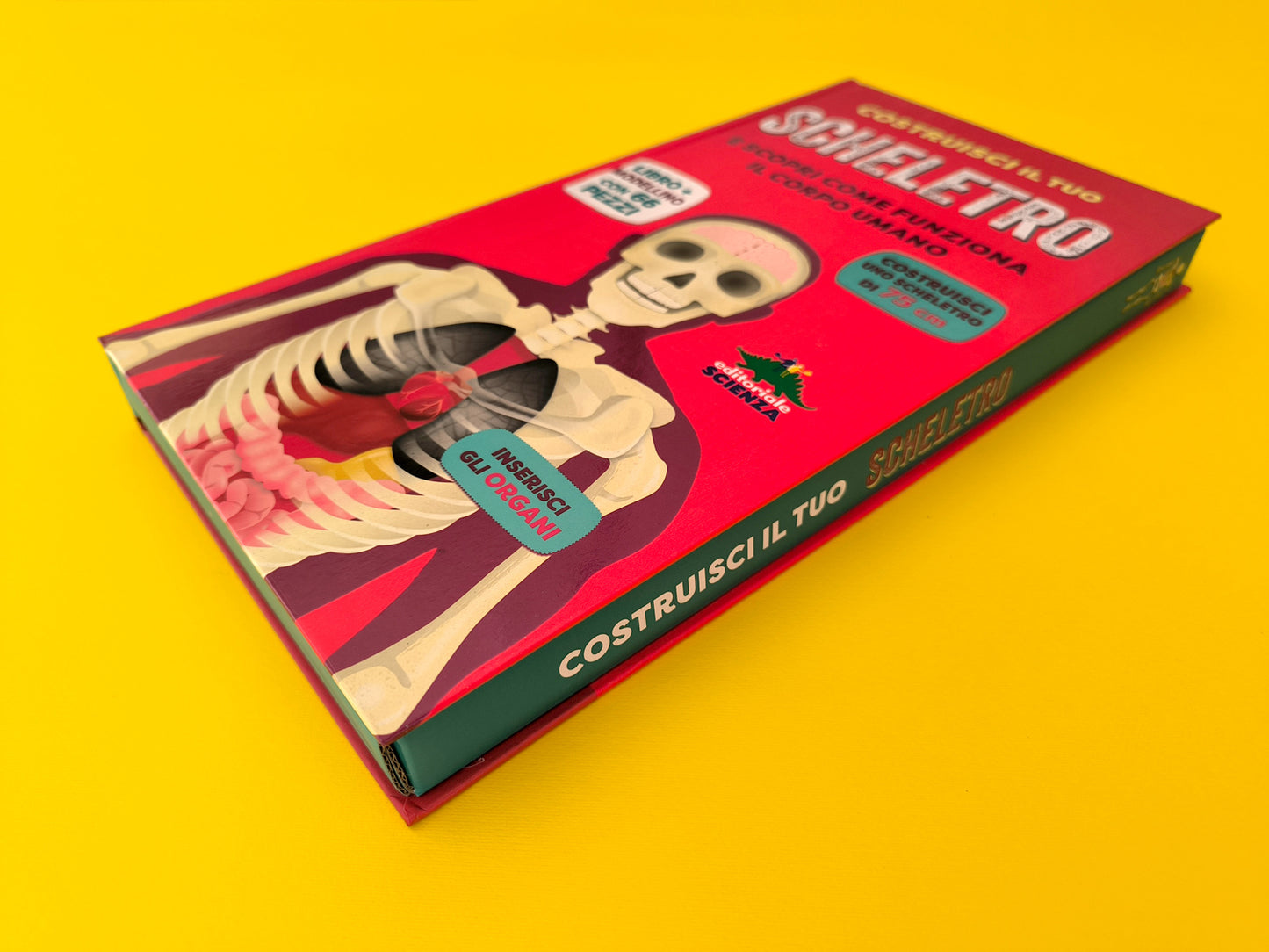 Costruisci il tuo scheletro::e scopri come funziona il corpo umano