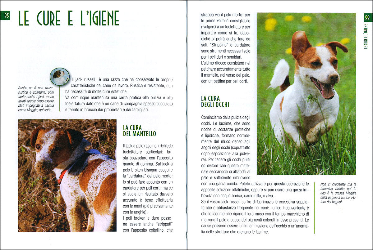 Jack Russell Terrier::Scelta del cucciolo - Standard - Educazione - Alimentazione - Salute