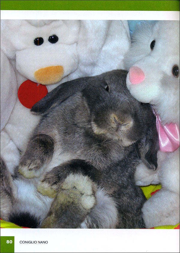 Coniglio nano::Caratteristiche, comportamento, allevamento, riproduzione, alimentazione, igiene, salute