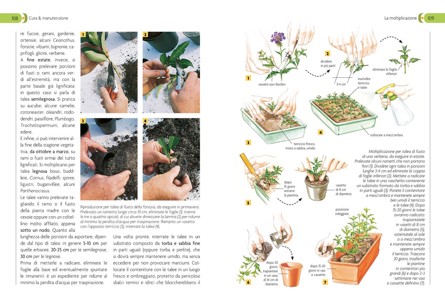 Giardino In Vaso Su Balcone Terrazzo