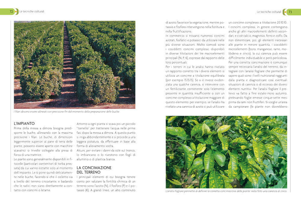 Coltivare gli agrumi::in piena terra e in vaso