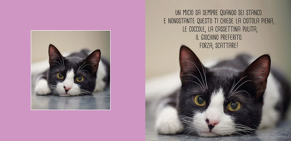 Funny cats::scopri i gatti più buffi del mondo