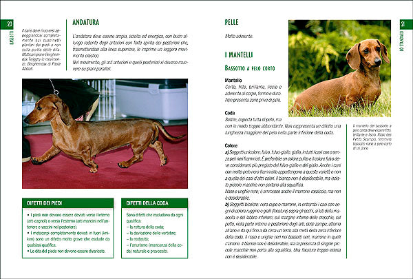 Bassotti::Scelta del cucciolo - Standard - Educazione - Alimentazione - Salute