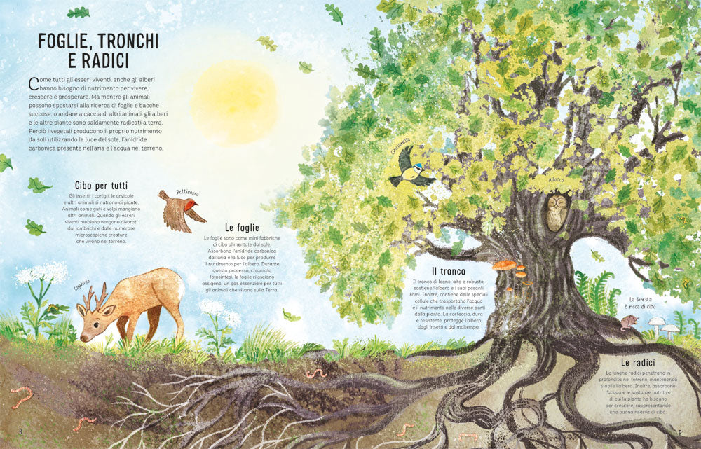 Nella foresta::Una passeggiata tra i boschi di tutto il mondo