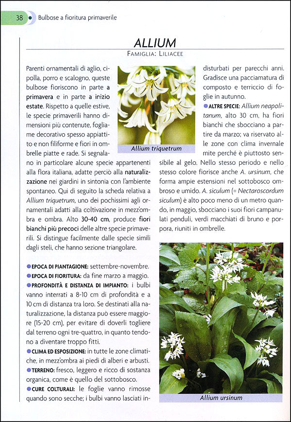 Bulbose::Varietà, fioritura e cure colturali