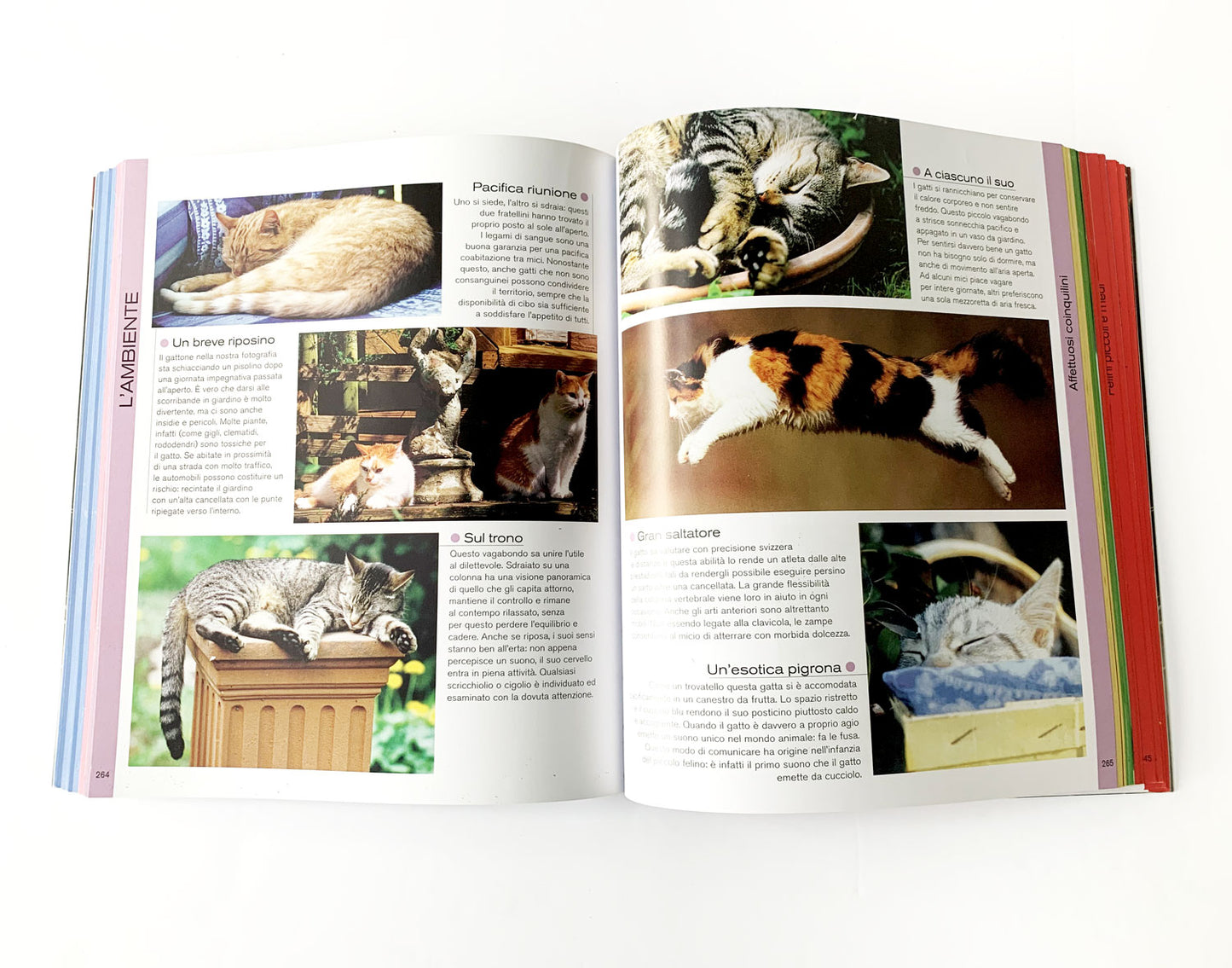 Il grande libro dei gatti