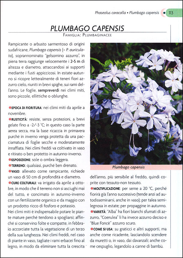 Rampicanti::Cure colturali, generi e specie