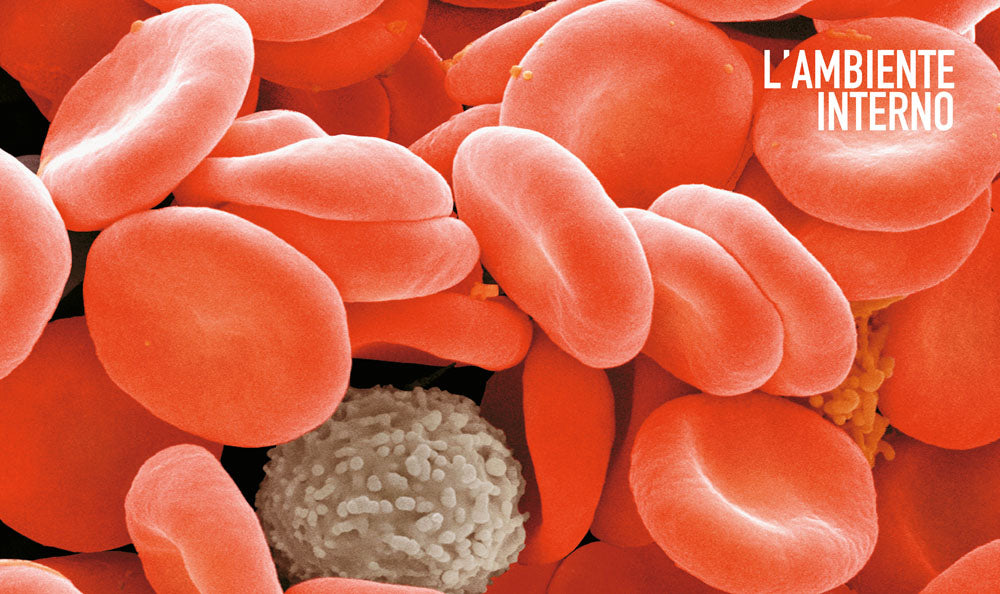 Atlante di Fisiologia umana::Il nostro corpo in azione dalle molecole agli apparati più complessi