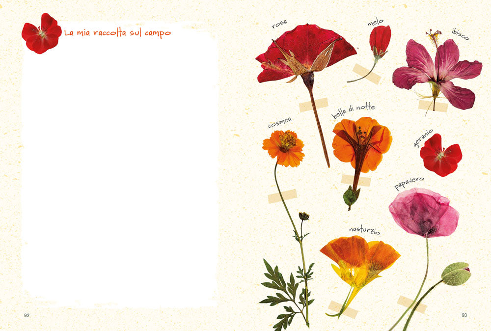 Il mio erbario di fiori e foglie::Per raccogliere e conservare piante, ricordi ed emozioni