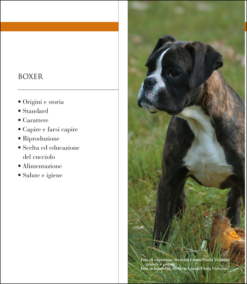 Boxer::Vita in casa - Educazione - Cure