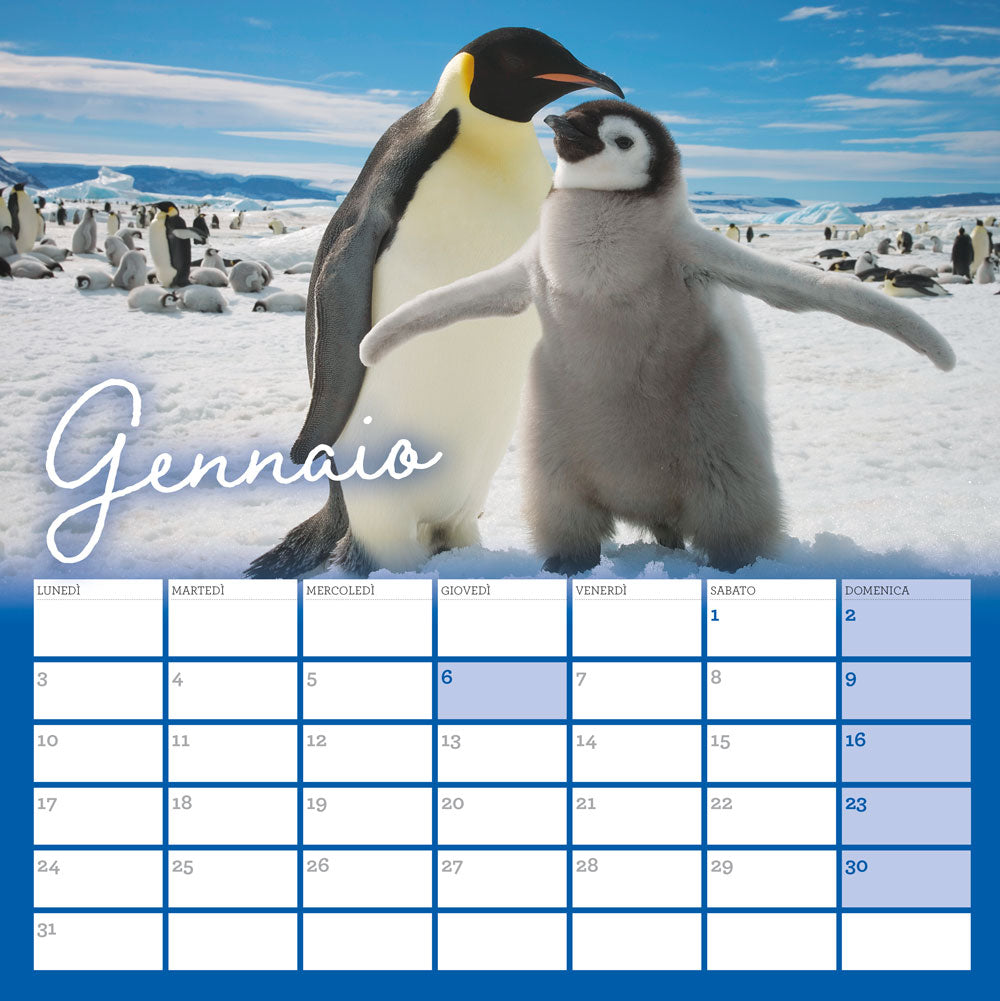 Calendario Cuccioli adorabili 2022