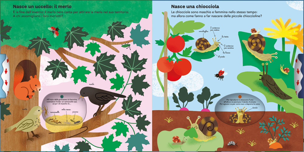 Siamo nati così::Gira la ruota e scopri il ciclo della vita