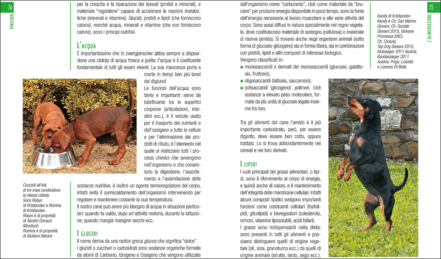 Pinscher::Vita in casa - Educazione - Cure