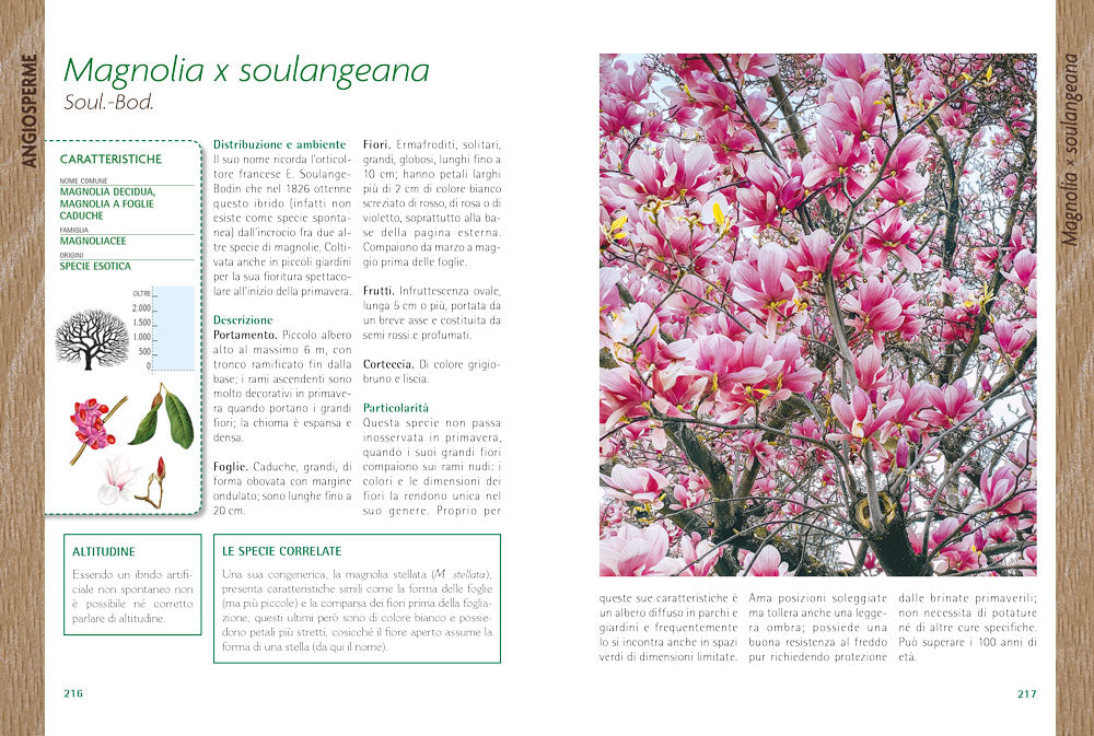 Alberi::Guida al riconoscimento