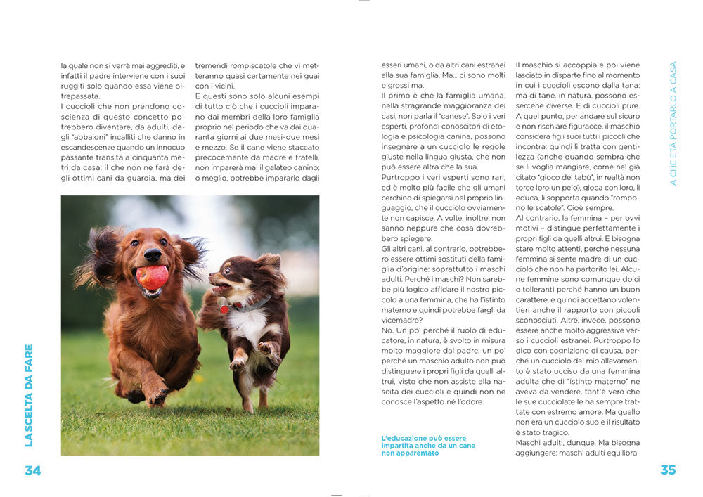 Arriva un cucciolo! ::che cosa sapere e che cosa fare per accogliere il tuo nuovo amico