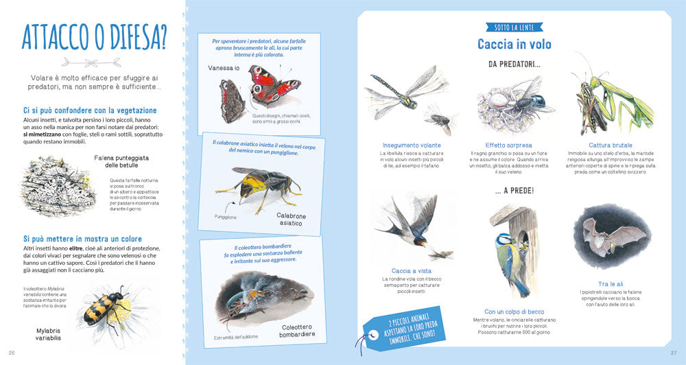 Il grande mondo degli animali piccoli::Osserva e scopri gli invertebrati