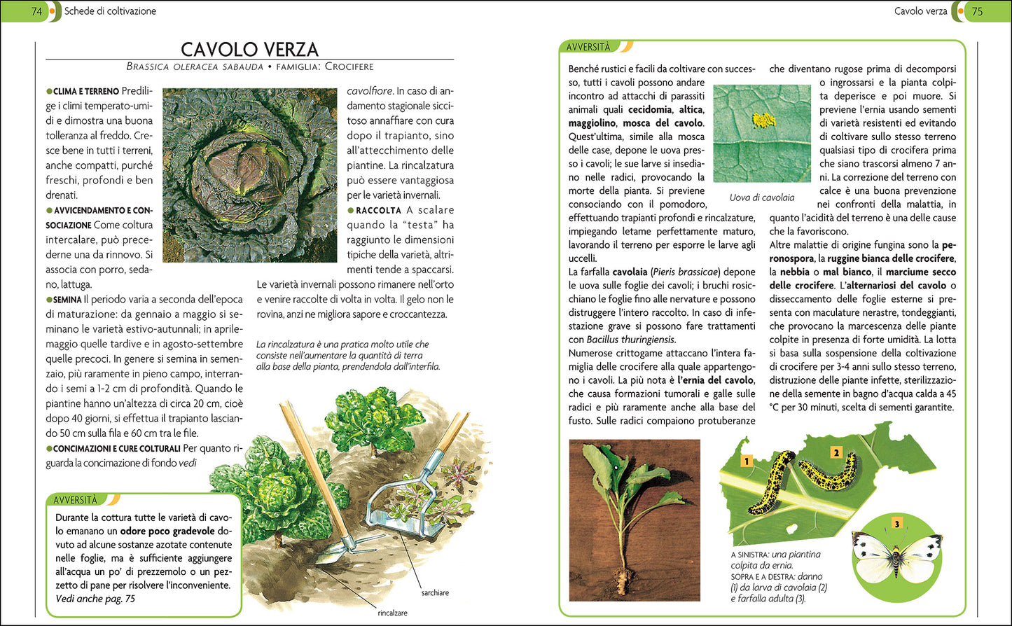 L'orto::Coltivarlo in modo sano e naturale