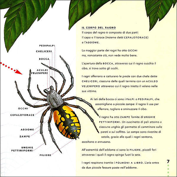 Il ragno