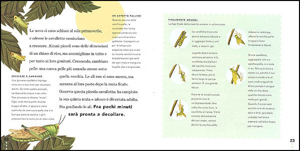 Il grillo e la cavalletta