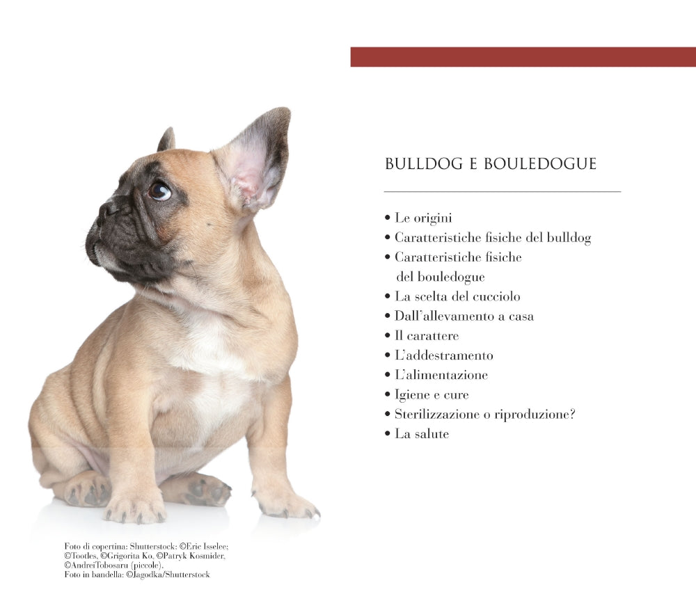 Bulldog e bouledogue::Educazione - Addestramento - Cure