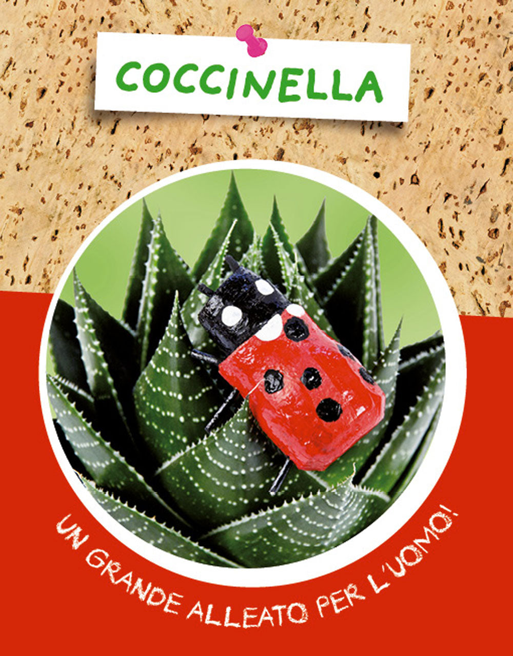 Insetti di sughero::Incredibili insetti da realizzare - Tante curiosità sugli insetti