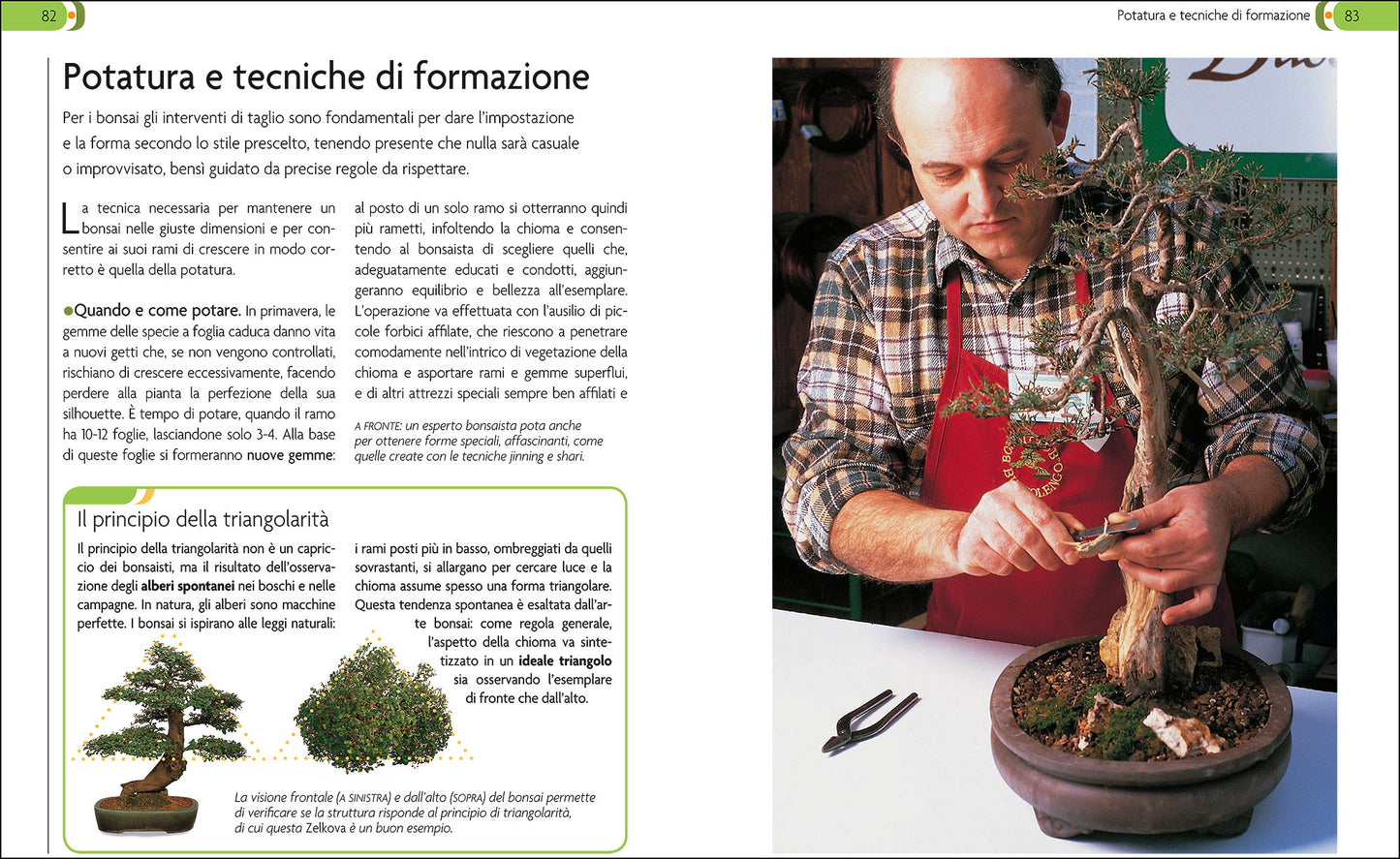 Bonsai::Stili, legature e potature