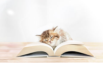 I gatti, maestri di saggezza: come vivere meglio grazie alla filosofia felina