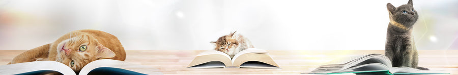 I gatti, maestri di saggezza: come vivere meglio grazie alla filosofia felina