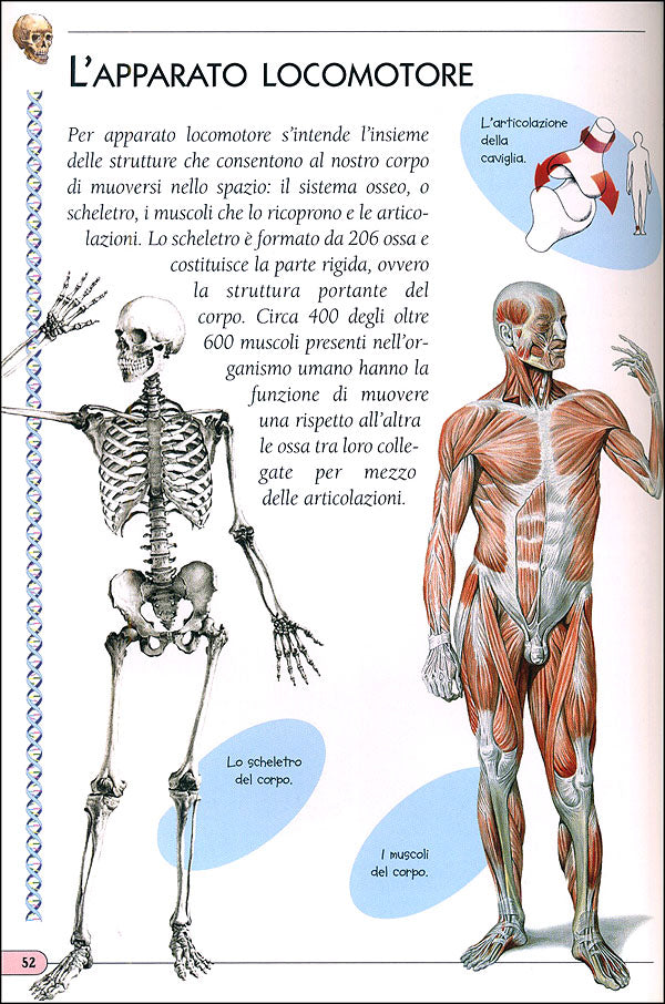 Il Corpo Umano::Illustrazioni di Pietro Cattaneo, Diego Pasquino, Elisabetta Ferrero