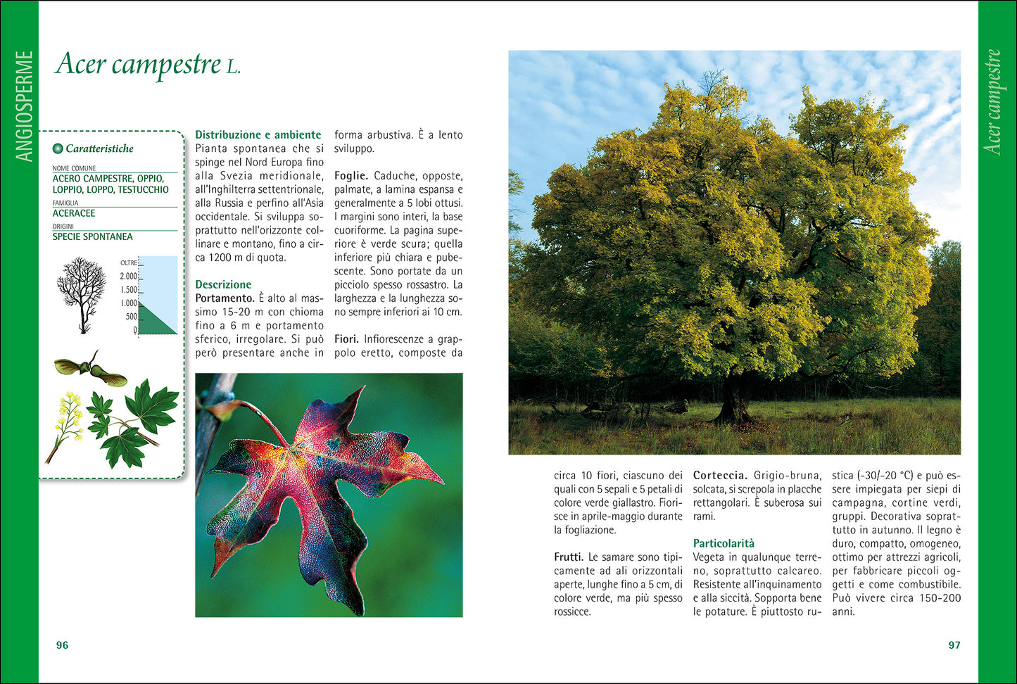 Alberi d'Italia e d'Europa::Guida al riconoscimento