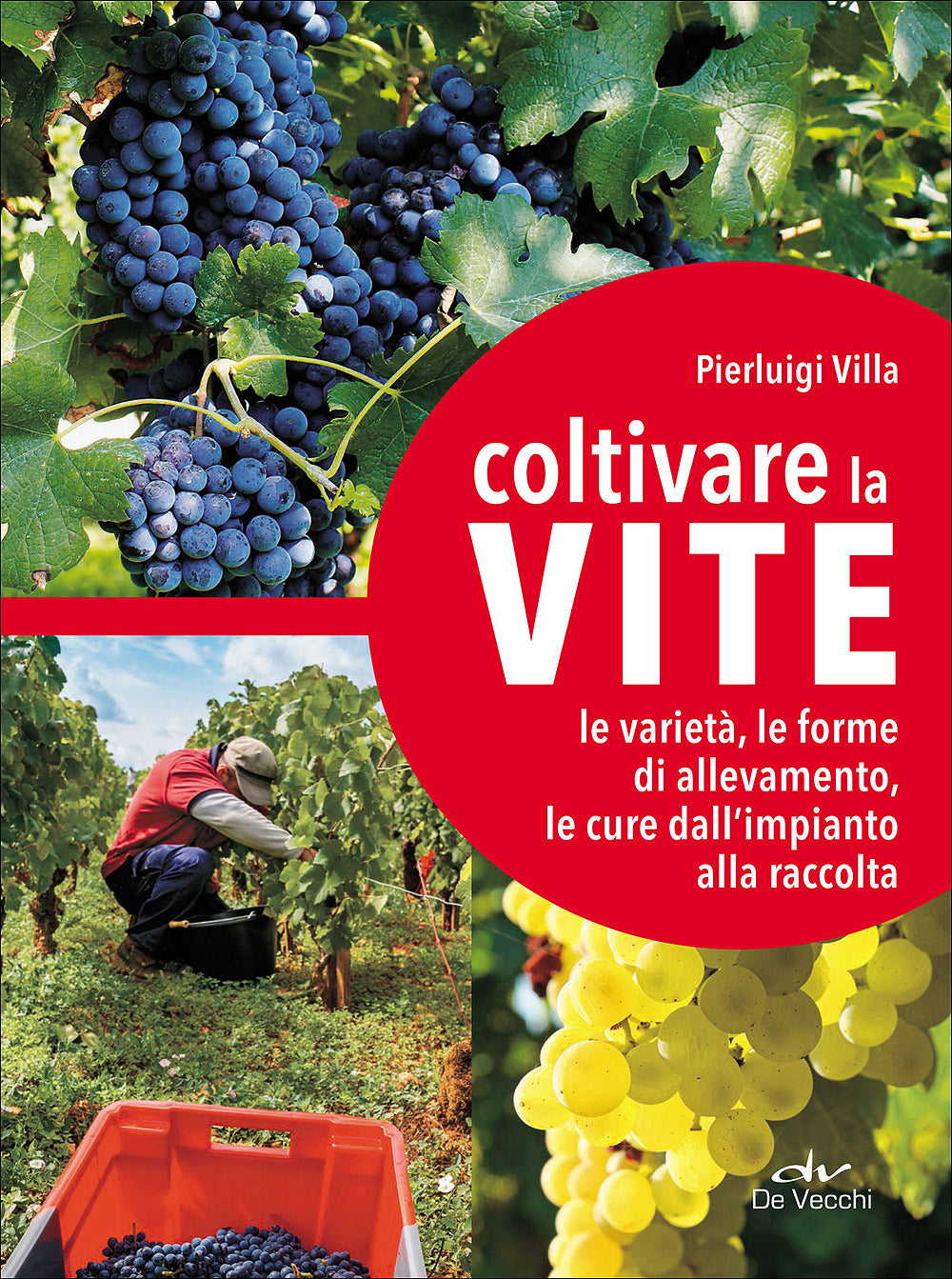 Coltivare la vite::Le varietà, le forme di allevamento, le cure dall'impianto alla raccolta