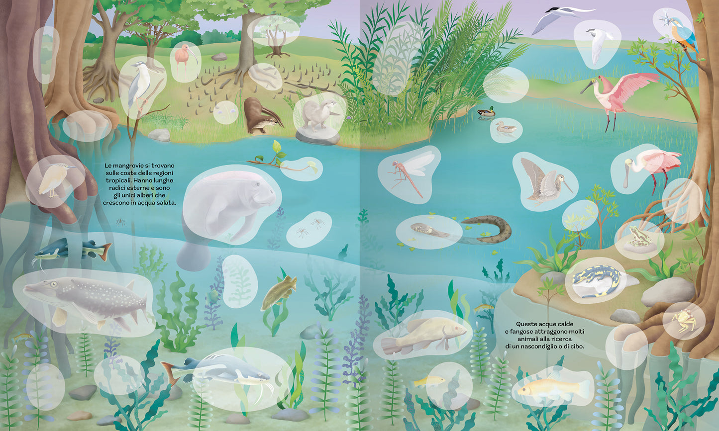 Animali e i loro ambienti