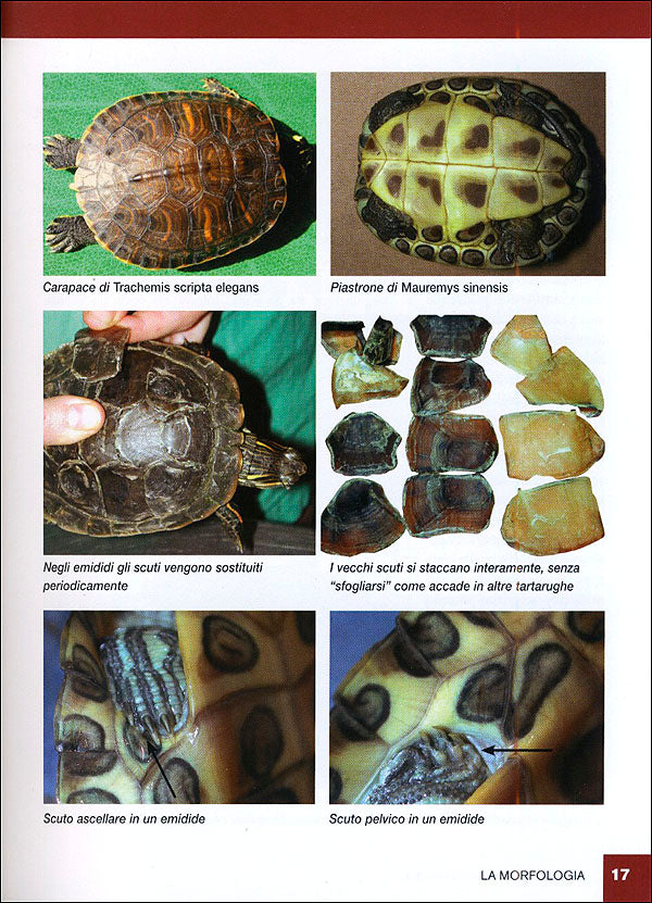 Tartarughe acquatiche::Caratteristiche, comportamento, allevamento, riproduzione, alimentazione, igiene, salute