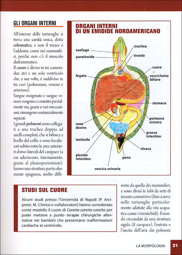 Tartarughe acquatiche::Caratteristiche, comportamento, allevamento, riproduzione, alimentazione, igiene, salute