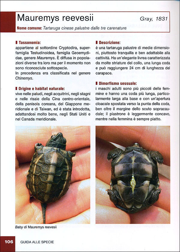 Tartarughe acquatiche::Caratteristiche, comportamento, allevamento, riproduzione, alimentazione, igiene, salute