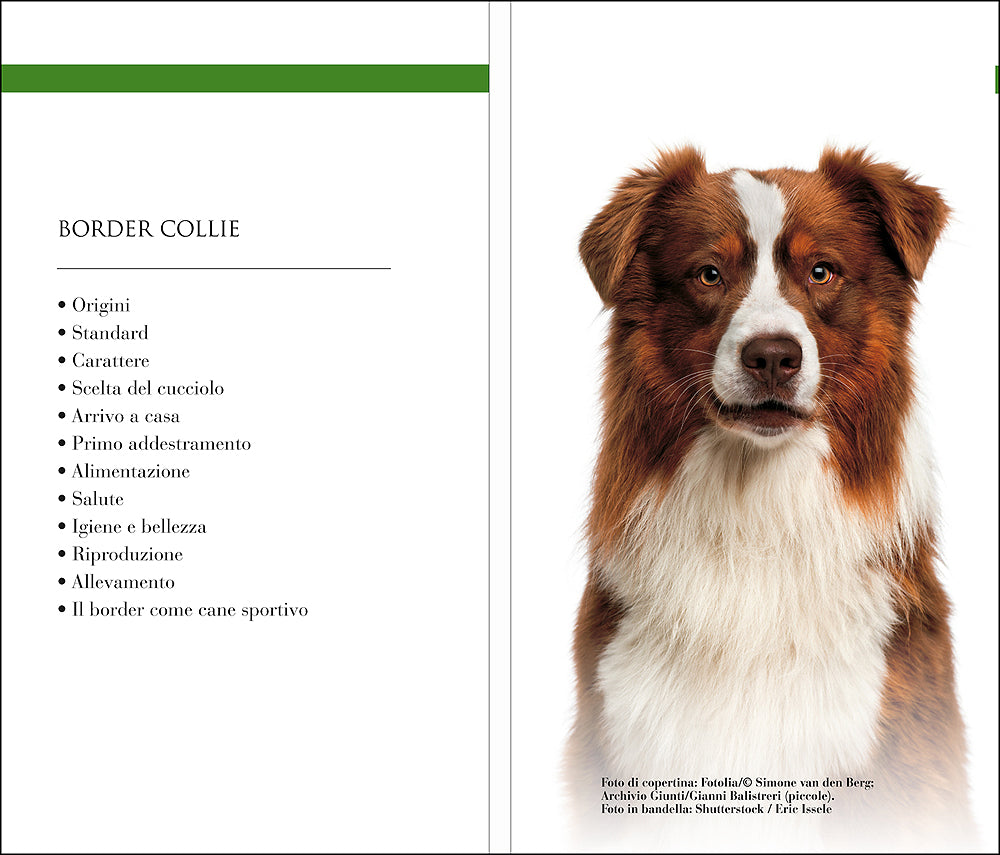 Border Collie::Vita in casa - Educazione - Cure