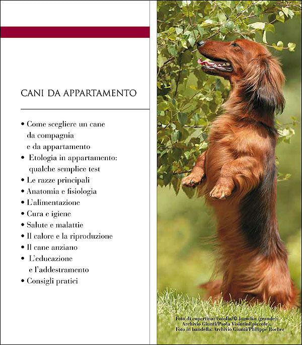 Cani da appartamento::Le razze più diffuse - Le razze toy - L'educazione alla vita in casa