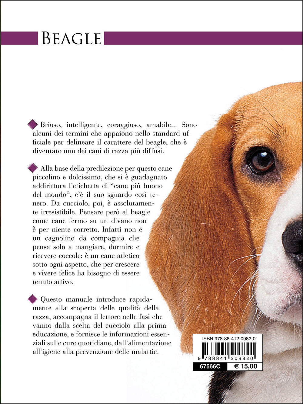 Beagle::Vita in casa - Educazione - Cure